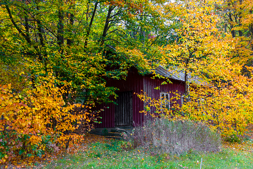 autumn leafs on the front of a red barn