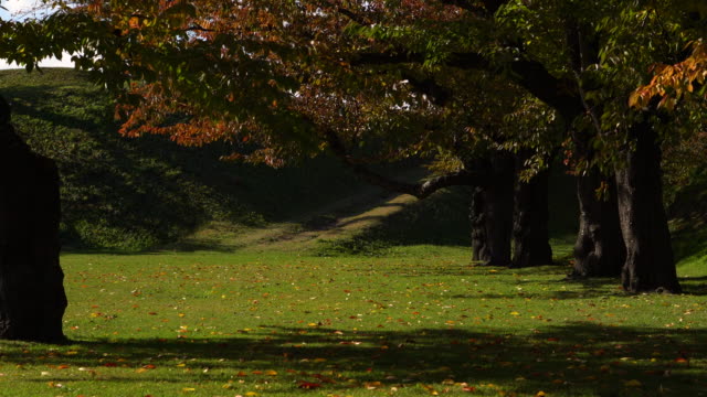 (Wide shot) The wind blew the yellow  and red trees in the park(Autumn Season sunlight lawn)