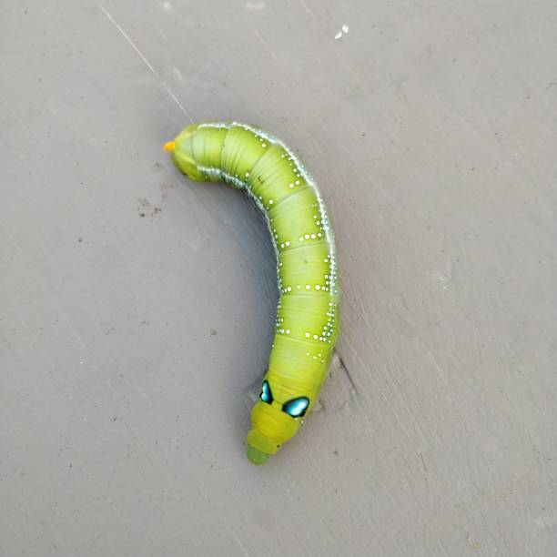 istock Daphnis nerii the oleander hawk moth full grown caterpillar lepidoptera bug sphingidae with black and blue eyes like spots and an orange coloured horn on their backside 1190885215