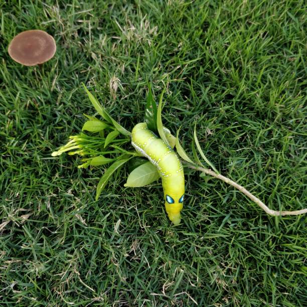 istock Daphnis nerii the oleander hawk moth full grown caterpillar lepidoptera bug sphingidae with black and blue eyes like spots and an orange coloured horn on their backside 1190885245