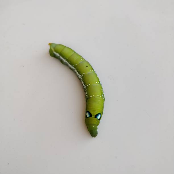 istock Daphnis nerii the oleander hawk moth full grown caterpillar lepidoptera bug sphingidae with black and blue eyes like spots and an orange coloured horn on their backside 1190885262