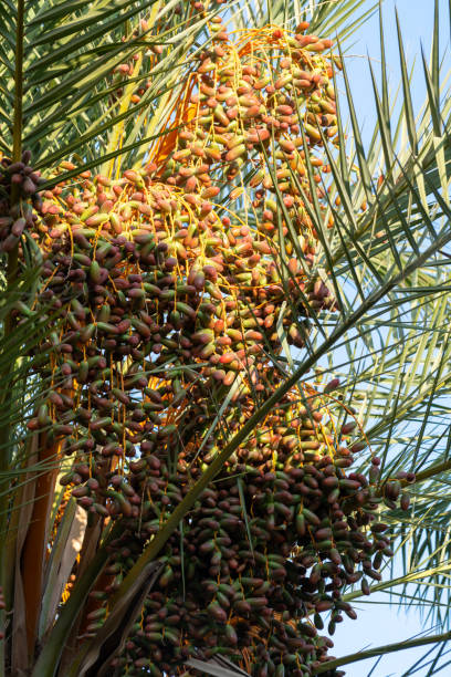 istock Palm tree with growing dates fruits 1190886657
