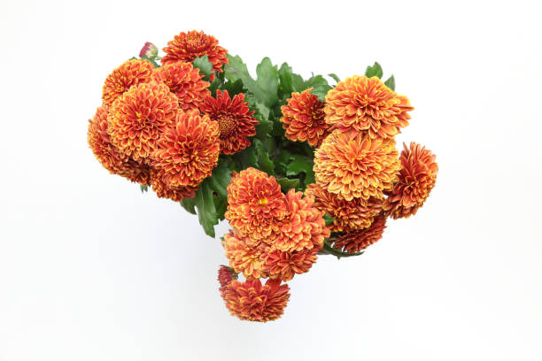 istock bouquet of chrysanthemum in a white background 1190889123