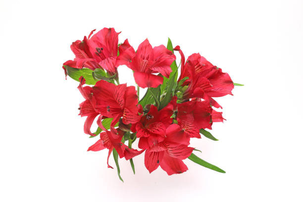 istock alstroemeria in a white background 1190889171