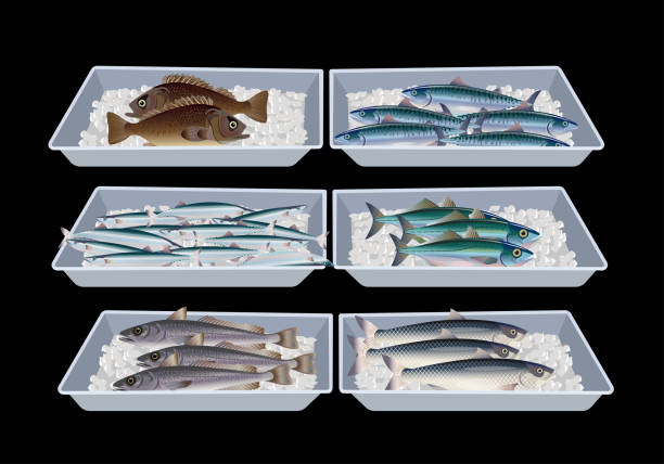 ilustraciones, imágenes clip art, dibujos animados e iconos de stock de pescado en cajas de recipientes. - fish prepared fish fishing bass