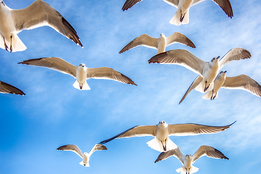 A flock of seagulls over the beach in Galveston, Texas