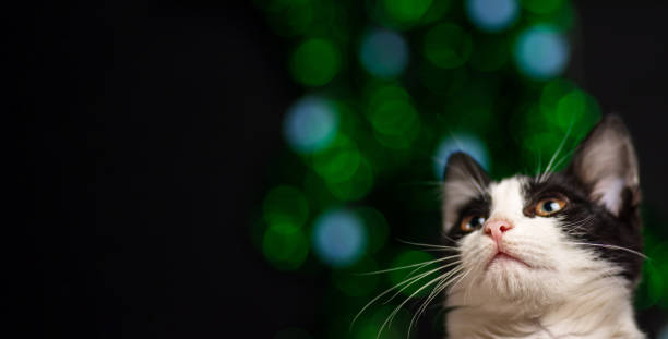 Kitty cat and festive Christmas decorations background