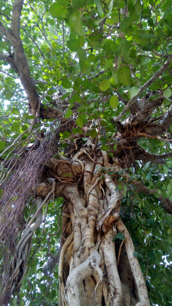 istock The banyan tree with its aerial prop roots. 1190894278