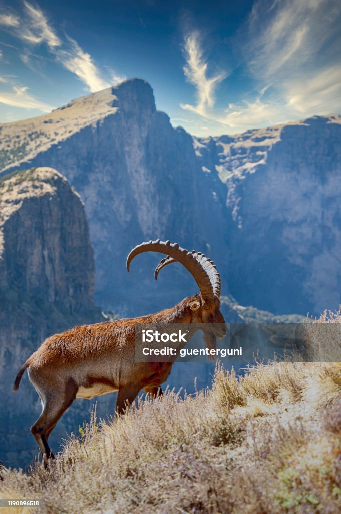 Rare wildlife shot of a Walia Ibex, Simien Mountains, Ethiopia Rare WILDLIFE SHOT of a WALIA IBEX (Capra walie) – this animal is endemic in the mountains of Ethiopia and is CRITICALLY ENDANGERED (listed on the IUCN RED LIST). Only less than 500 individuals survived in the Simien Mountains National Park in Northern Ethiopia. Ibex Stock Photo
