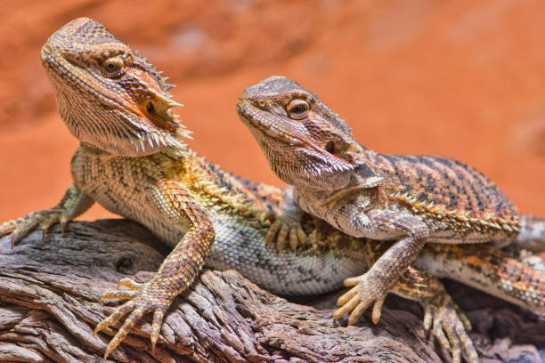 istock close up of two bearded dragons looking in the same direction 1190898545