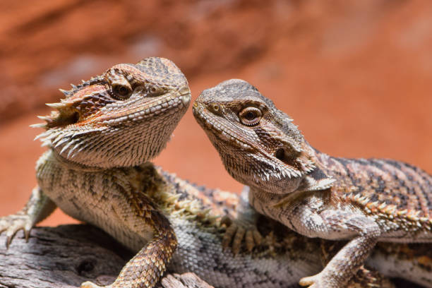 close up of two bearded dragons looking to each other