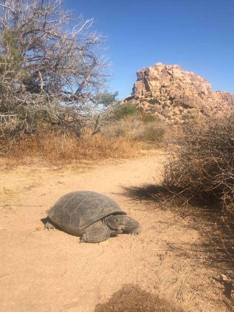 testuggine del deserto - desert tortoise foto e immagini stock