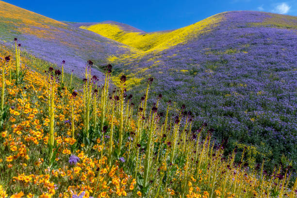 Carrizo Plain National Monument - Wildflower Bloom Chorus The Carrizo Plain in southeastern San Luis Obispo County, California contains the Carrizo Plain National Monument, largest single native grassland remaining in California. These hills were unusually thick with desert candle, and the blazing star, tansy phacelia, and hillside daisy provides such carpets of flowers that people were dwarfed in comparison. at the very top of the hill there are a few others photographers sitting as specks in the distance. carrizo plain stock pictures, royalty-free photos & images