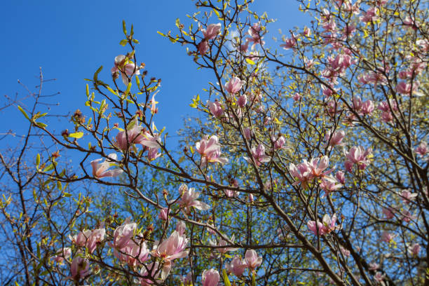 istock A blooming branches of magnolia tree 1190903158