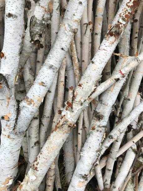 Betula pendula - Silver birch - Detail of peeled birch trunk bark