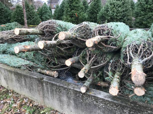 istock Christmas trees await their new homes 1190903416