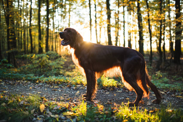 Portrait of young irish setter during a sunset in the forest. Portrait of young irish setter during a sunset in the forest. irish red and white setter stock pictures, royalty-free photos & images