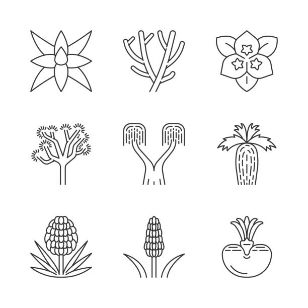 çöl bitkileri lineer simgeler seti - joshua stock illustrations