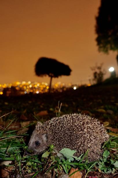 istock Night of an a hedgehog 1190904428