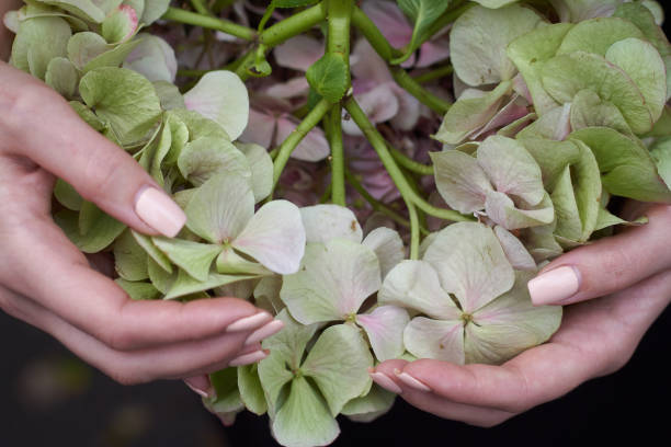 istock Close up female hands holds huge pink hydrangea opposite the autumn park, selective focus 1190906927