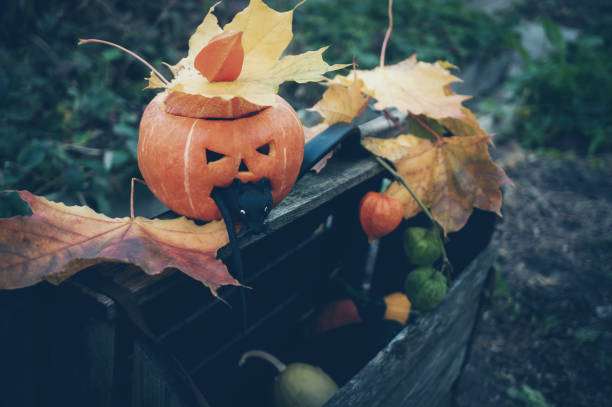 A rat nibbles a pumpkin ready for Halloween outside in the fall.