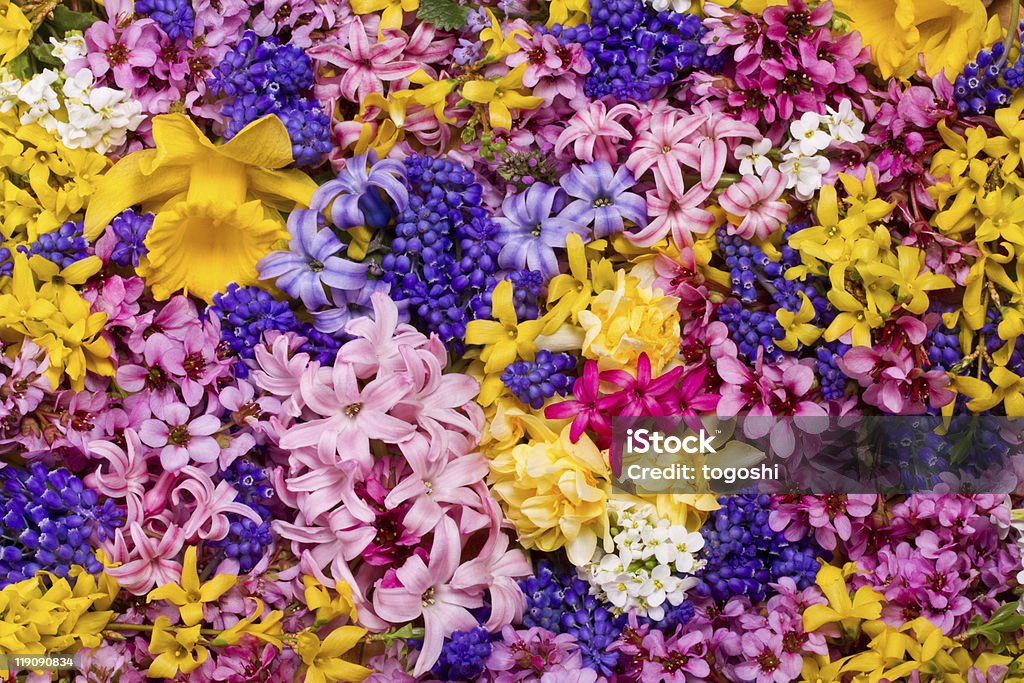 Fondo de flores - Foto de stock de Buqué libre de derechos