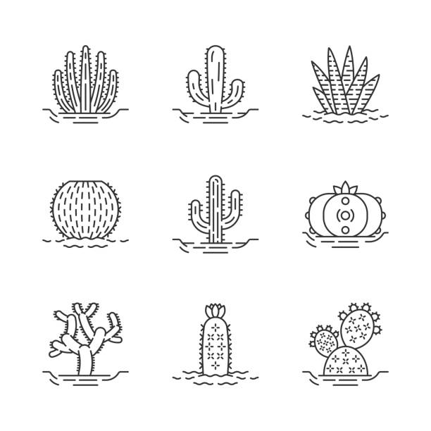 illustrations, cliparts, dessins animés et icônes de cactus sauvages sur l'ensemble d'icônes linéaires de sol - cactus flower prickly pear cactus prickly pear fruit