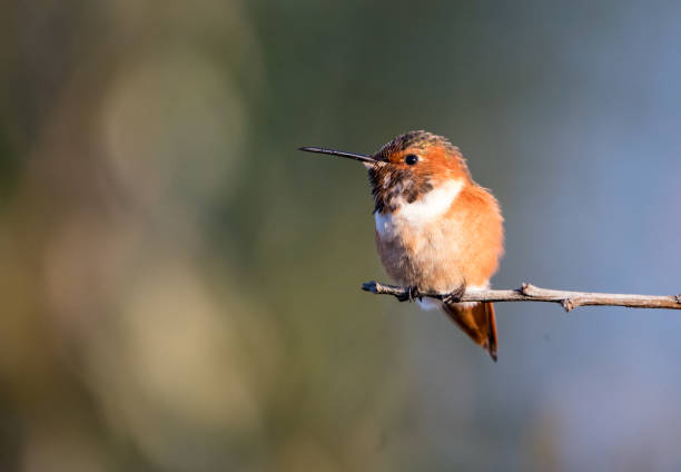istock male Allen's hummingbird on branch 1190914391