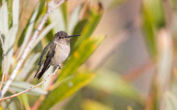 istock male Anna's hummingbird on perch 1190915876
