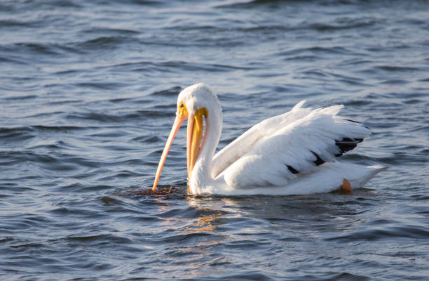 istock white pelican in lake 1190917386