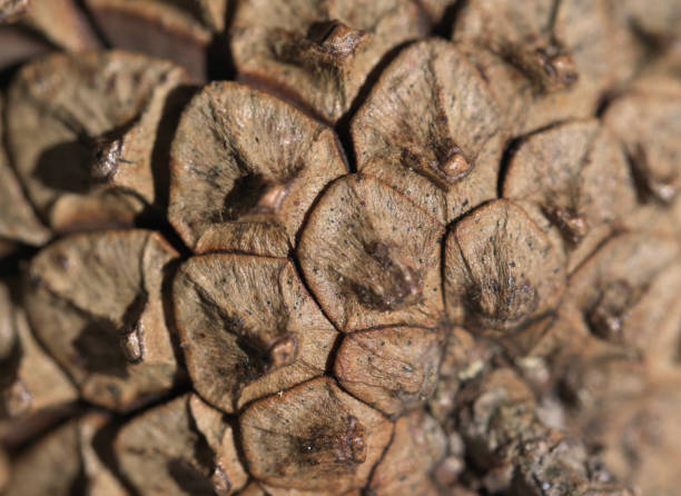 istock close-up photo of a pine cone background 1190917416