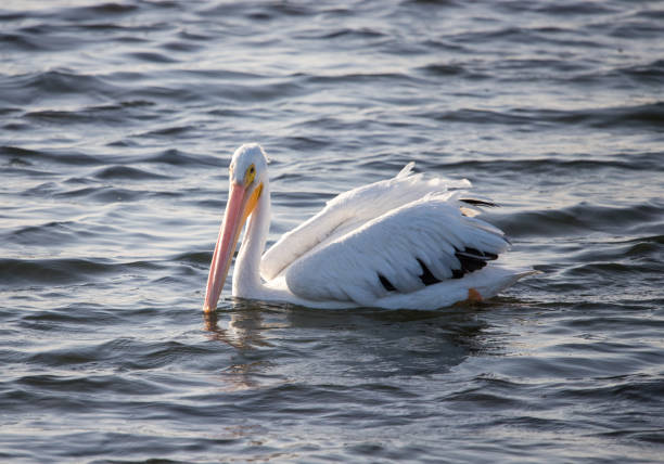 The white pelican (Pelecanus onocrotalus), also known as the eastern white pelican or rosy pelican, close-up