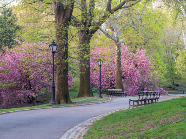 春のセントラルパーク - formal garden garden path bench flower ストックフォトと画像