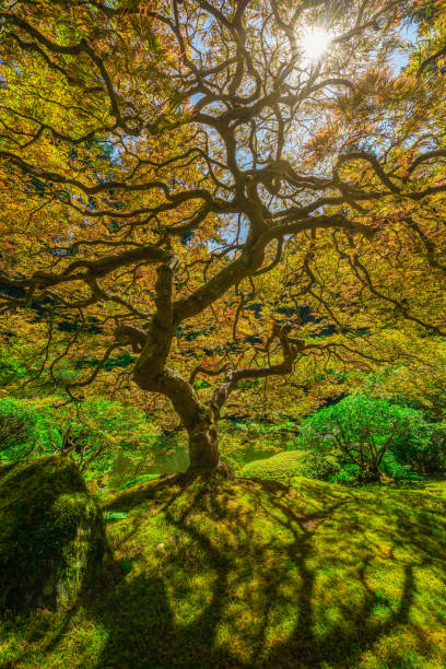istock Japanese Maple Tree in Portland, Oregon 1190922485