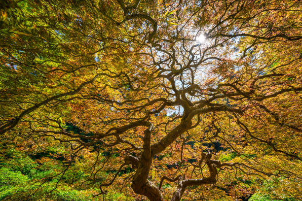 istock Twisting branches of a Japanese Maple Tree in Oregon 1190922505