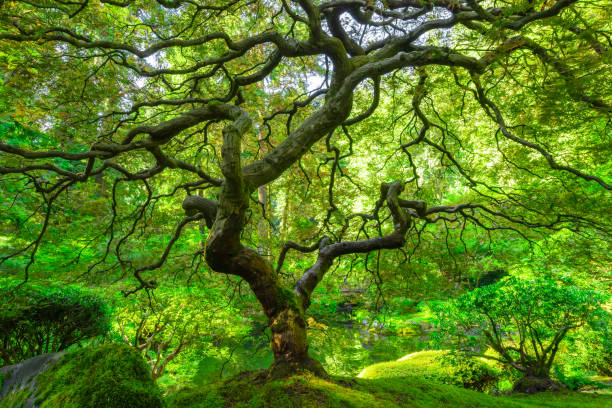 Lush foliage at the famous Japanese Maple Tree in Portland Oregon Beautiful view of the famous Japanese Maple Tree from Portland Japanese Garden portland japanese garden stock pictures, royalty-free photos & images