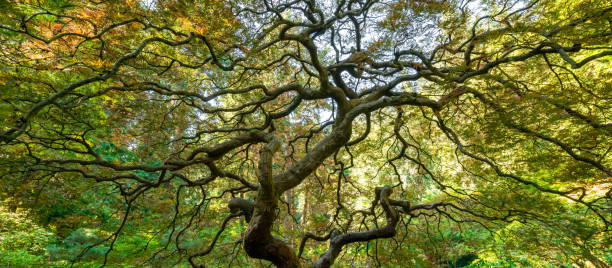panorama des branches torsadées d'un érable japonais - japanese maple autumn leaf tree photos et images de collection