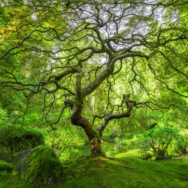 Panorama of a Japanese Maple Tree in Oregon Beautiful lush green Japanese Maple Tree in Portland Oregon. portland japanese garden stock pictures, royalty-free photos & images