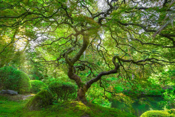 arbre d'érable japonais de portland dans l'oregon - japanese maple autumn leaf tree photos et images de collection