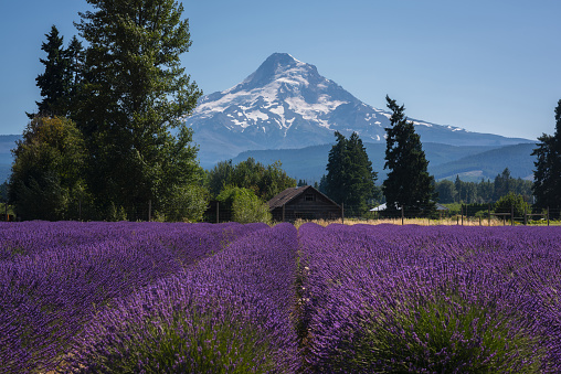 Scenic view of Mount Hood and farm land with Lavender bushes.