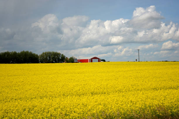 istock Bright yellow canola flower growing in field 1190924990