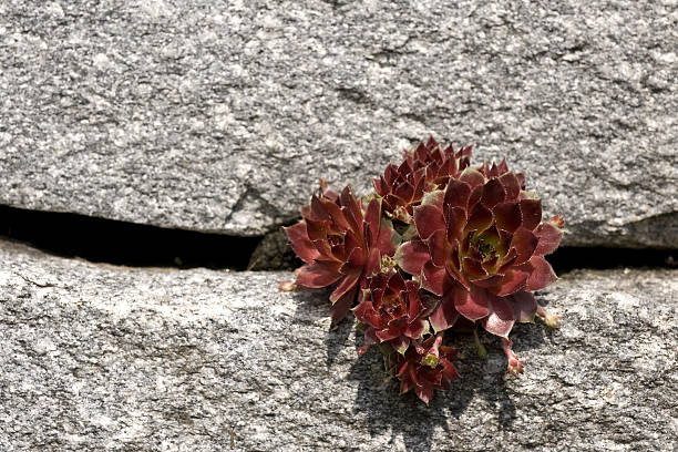 Houseroot between stones stock photo