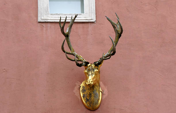 cerfs dorés sur la façade - taxidermy deer cabin wall photos et images de collection