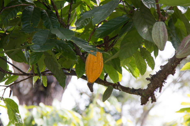 fruta de cacau na plantação da exploração agrícola - cocoa cocoa bean chocolate brazil - fotografias e filmes do acervo