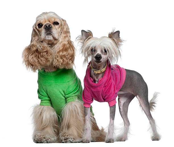 istock Dressed American Cocker Spaniel and Chinese Crested dog, standing. 119093138