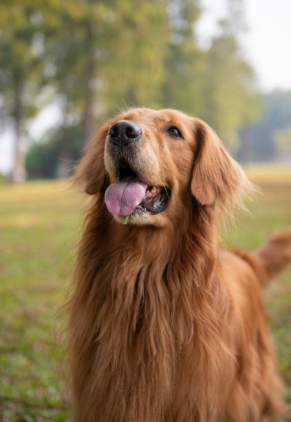 istock Golden retriever portrait close-up 1190931702