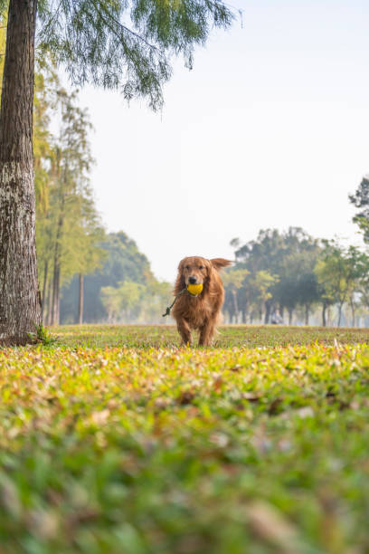 istock Golden retriever running on the grass 1190931706