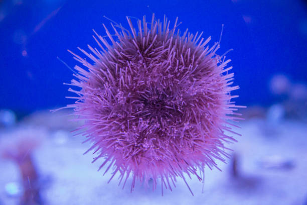 istock Purple Sea Urchin 1190931748