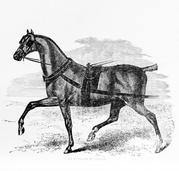 черно-белая гравюра лошади - horse animal skeleton anatomy animal stock illustrations