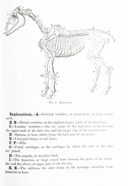 BLACK AND WHITE ENGRAVING A SKELETON OF A HORSE BLACK AND WHITE ENGRAVING OF DIAGRAM OF THE SKELETAL VIEW OF A HORSES WITH ANOTED EXPLANATION
CIRCA 1882 vintage medical diagrams stock illustrations